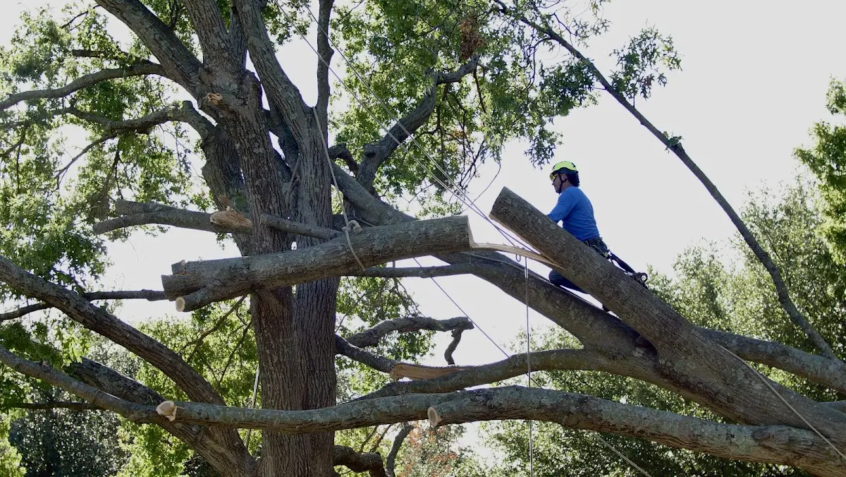 Professional Crown Thinning performed by certified arborists in Embudo